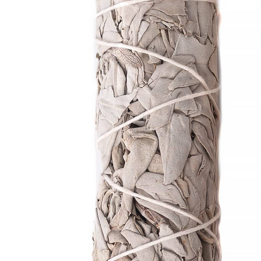 Sauge - Sauge blanche de Californie