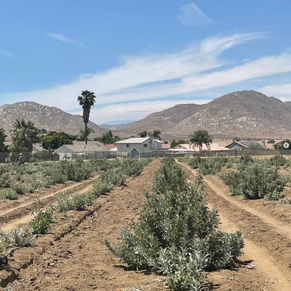 Sauge - Sauge blanche de Californie